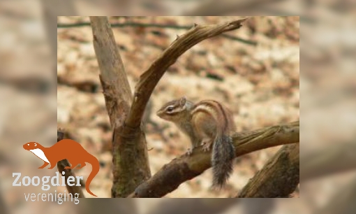 Plaatje Siberische grondeekhoorn