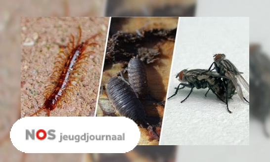 Plaatje Dieren en planten hebben het zwaar