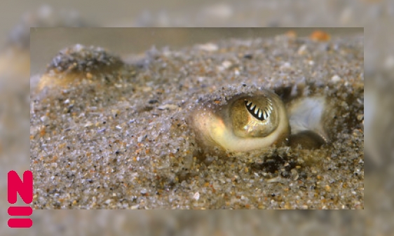 In het oog springende pupillen