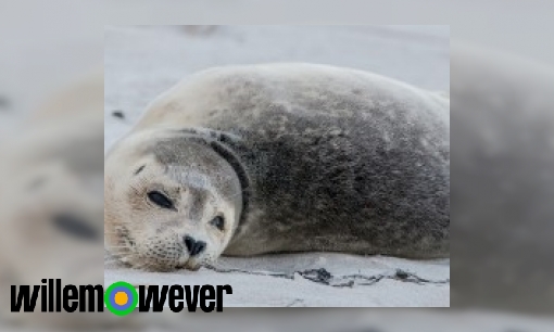 Wat gebeurt er met zeehonden in Pieterburen?
