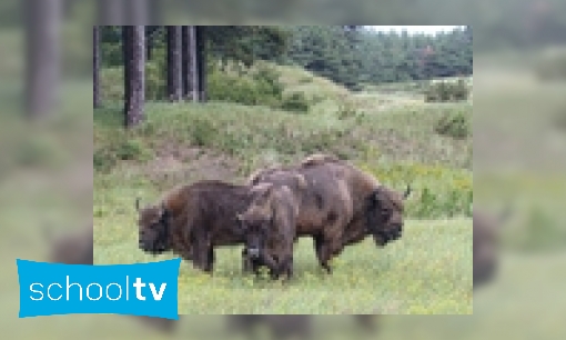 De wisent