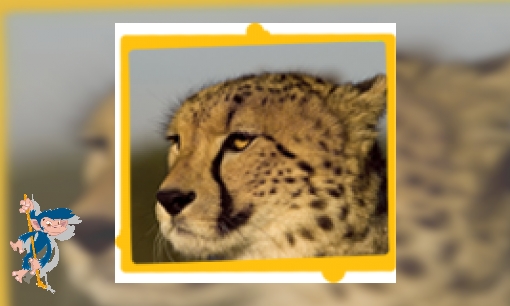 Plaatje Cheeta
