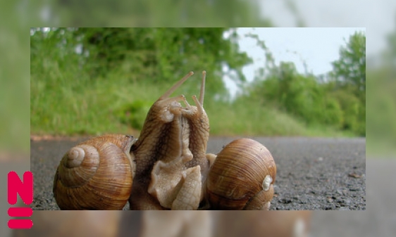 Plaatje Voortplanten: doe je het samen of alleen?