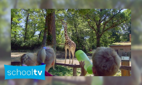 Plaatje Hoe drinkt een giraffe?