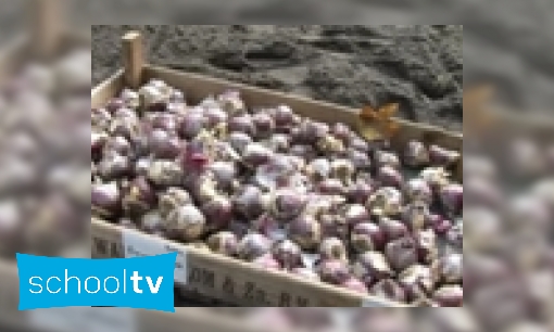 Plaatje Bollen planten