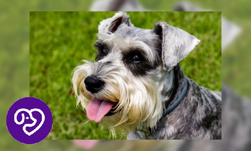 Plaatje Schnauzer