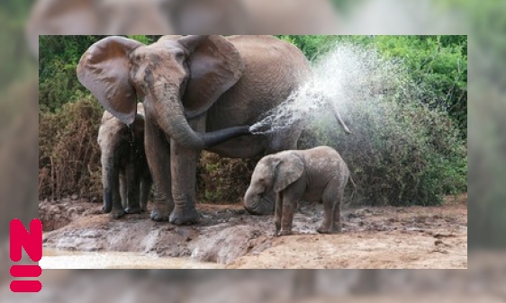 Plaatje De olifant zoekt verkoeling