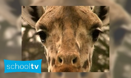 Plaatje De giraffe
