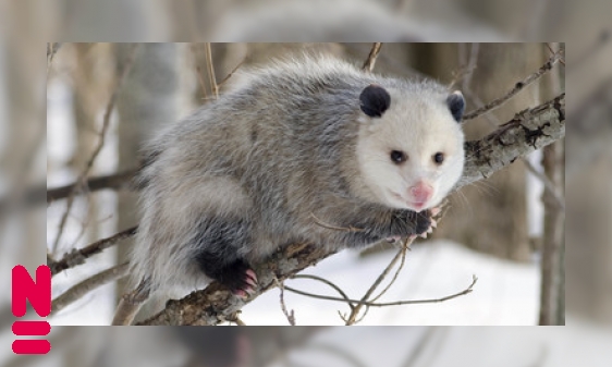 De opossum houdt zich dood