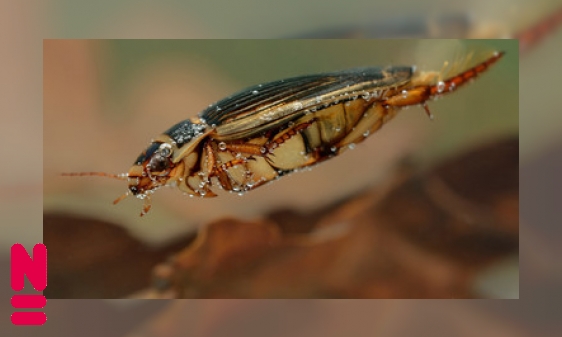 Plaatje Insecten gaan kopje onder