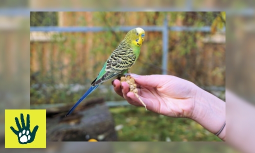 Spreekbeurt over grasparkieten