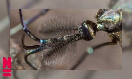 Plaatje Op zoek naar de oren van insecten