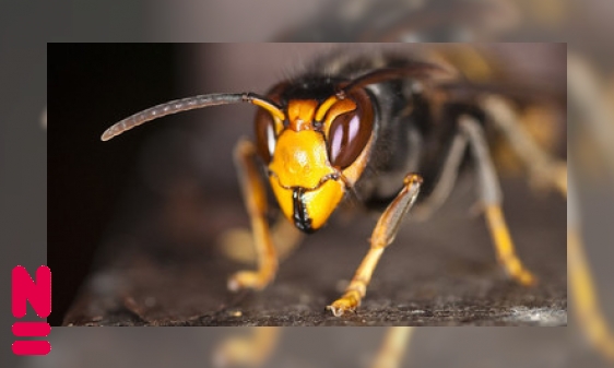 Plaatje De Aziatische hoornaar – Een gevaarlijke indringer?