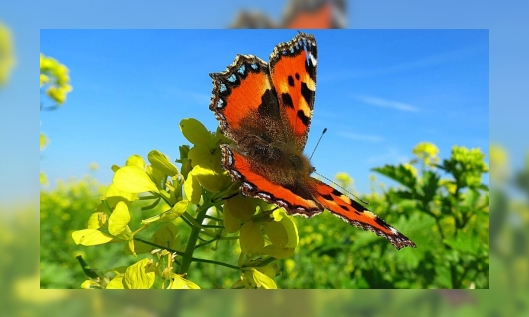 Plaatje Zomer