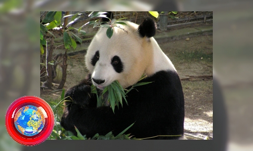 Plaatje Drie weetjes over panda