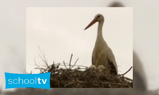 Plaatje Een ooievaar ringen