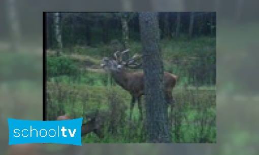 Plaatje Burlende herten