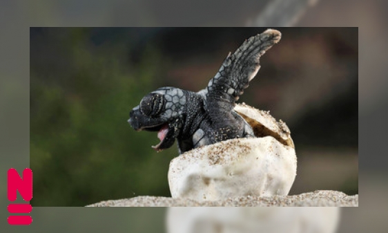 Plaatje Een jongen of een meisje? De temperatuur bepaalt