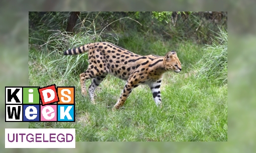 Plaatje Deze huisdieren zijn vanaf 1 juli verboden