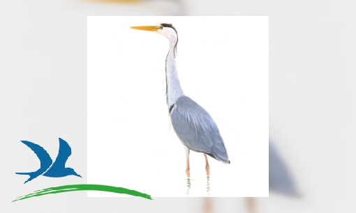 Blauwe reiger