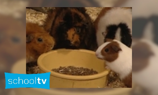 Plaatje Waarom piept een cavia?