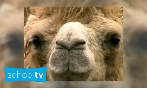 Plaatje De kameel