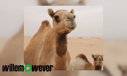 Plaatje Waarom hebben kamelen en dromedarissen bulten op hun rug?