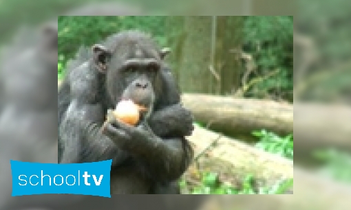 Plaatje De chimpansee