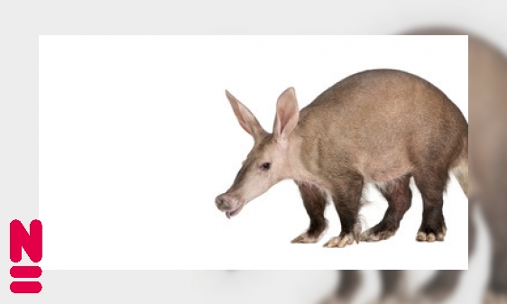 Het aardvarken, een kampioen?