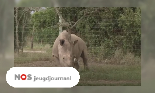 Plaatje Laatste witte neushoorn-mannetje ter wereld dood