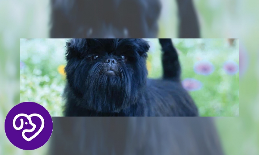 Plaatje Affenpinscher