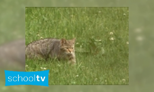 Sluipen als een kat