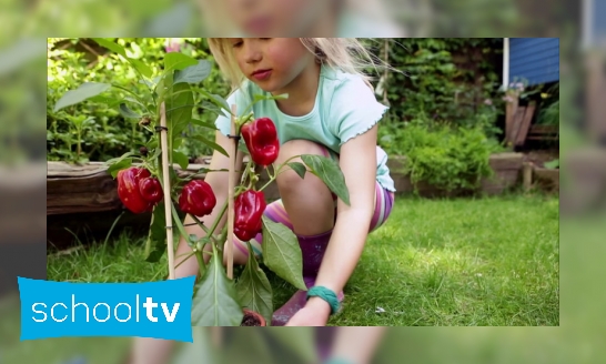 Frida plant een paprikaplant