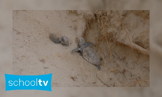 De toekomst van de zeeschildpad