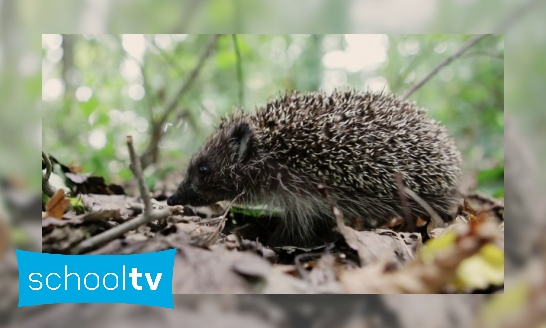 Plaatje De egel: stekelige bosbewoner