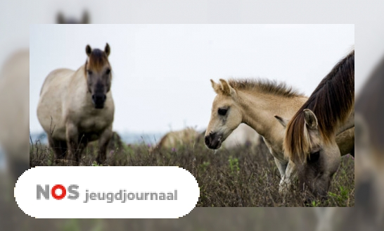 Plaatje Drie vragen over de Oostvaardersplassen