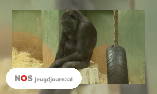 Plaatje Apen nemen afscheid van beroemde gorilla Bokito