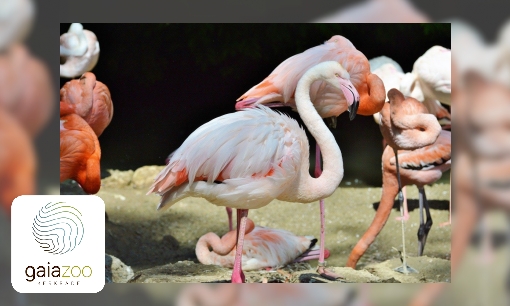 Plaatje Grote flamingo