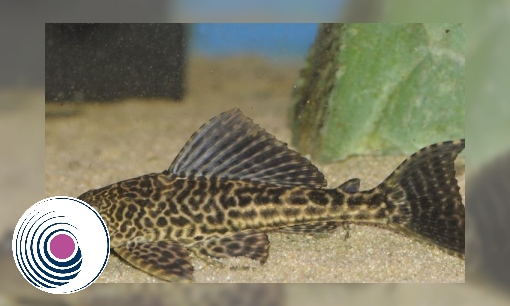 Spreekbeurt Pleco algeneter