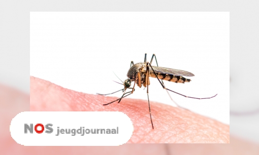 Plaatje Zorgen om zikavirus