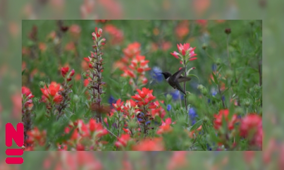 Supervogeltjes zorgen voor bestuiving