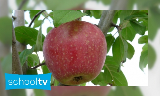 Hoeveel appels is 8 kopjes