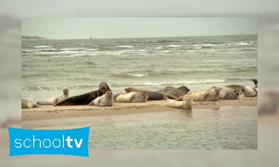 Hoe gaat het met de zeehond in Nederland?