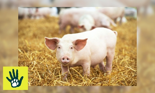 Spreekbeurt over varkens