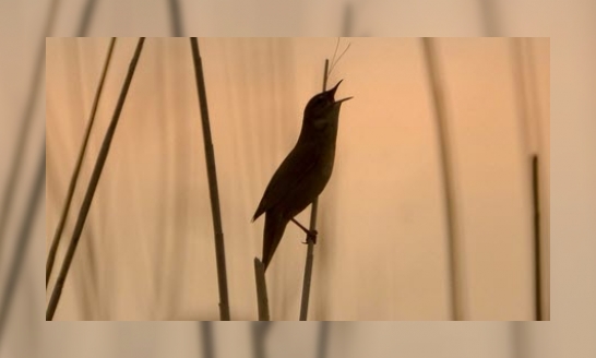 Vroege Vogels Cursus vogelzang