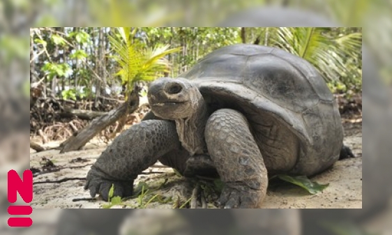 Plaatje De Seychellen reuzenschildpad is een oude reus