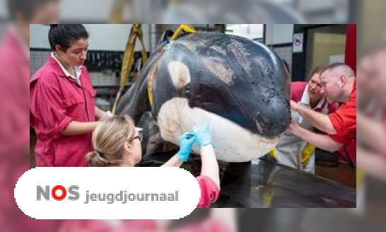 Aangespoelde orka was ernstig ziek