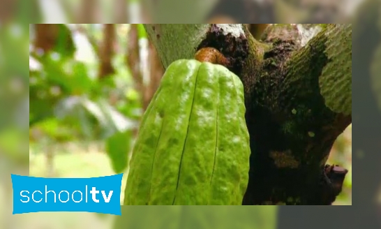 Plaatje Hoe wordt cacao gemaakt?