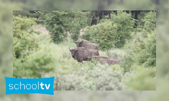 Plaatje De wisent