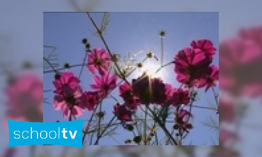 Planten groeien naar boven